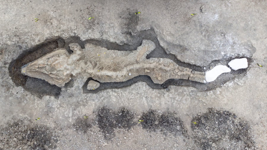 Dinosaur skeleton 10 meters long found in the UK